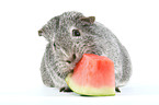 guinea pig eats melon