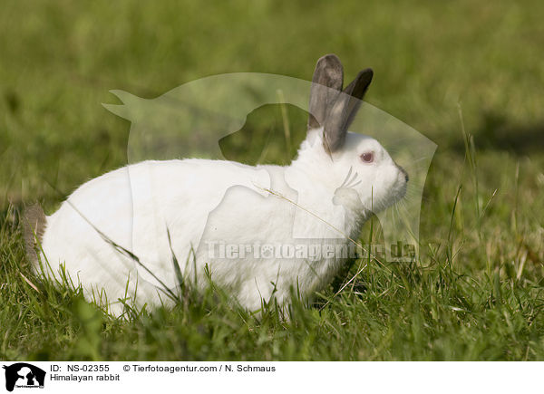Himalayan rabbit / NS-02355