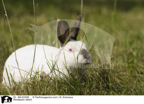 Himalayan rabbit / NS-02356