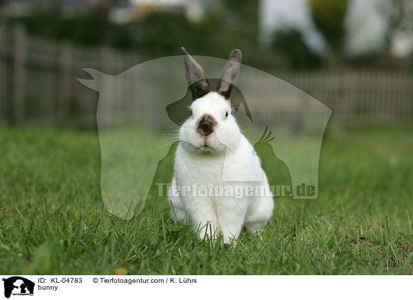 bunny / KL-04783