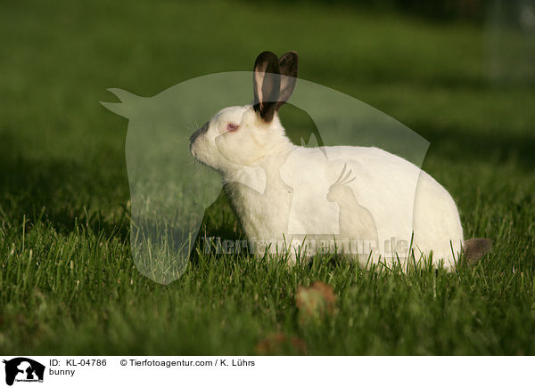 bunny / KL-04786