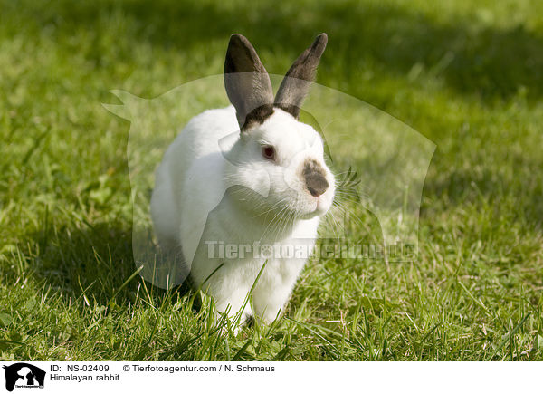 Himalayan rabbit / NS-02409