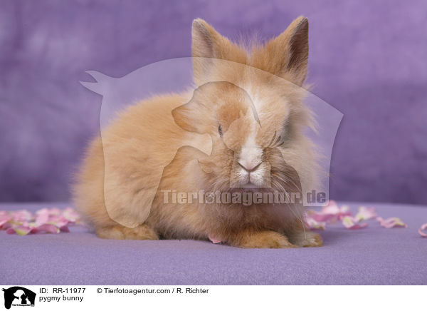 pygmy bunny / RR-11977