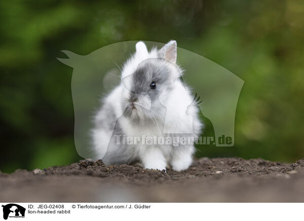 Lwenkpfchen / lion-headed rabbit / JEG-02408