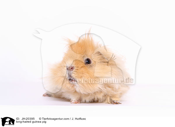 long-haired guinea pig / JH-20395