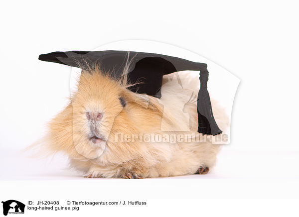 long-haired guinea pig / JH-20408