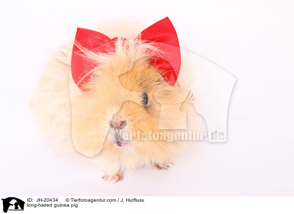 long-haired guinea pig / JH-20434