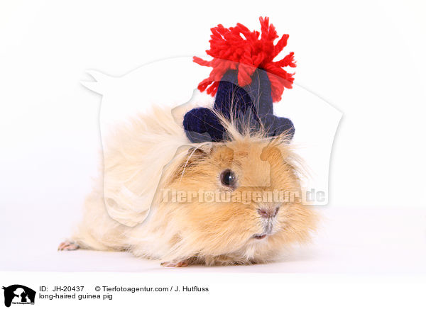long-haired guinea pig / JH-20437