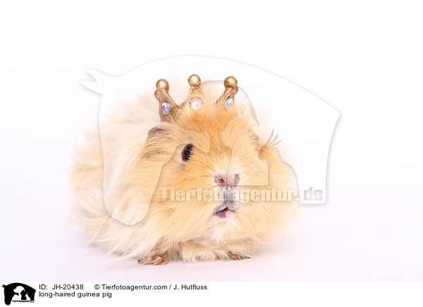 long-haired guinea pig / JH-20438