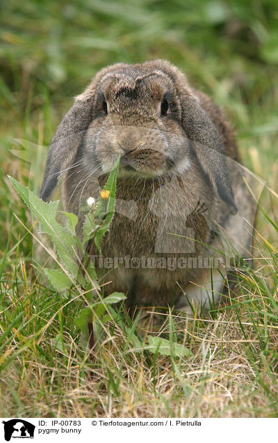 pygmy bunny / IP-00783