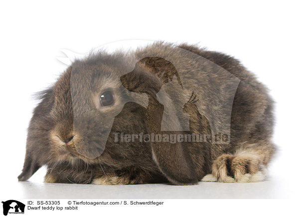 Dwarf teddy lop rabbit / SS-53305