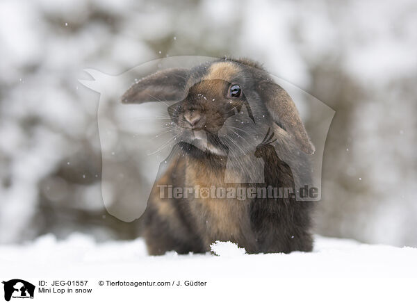 Mini Lop in snow / JEG-01557