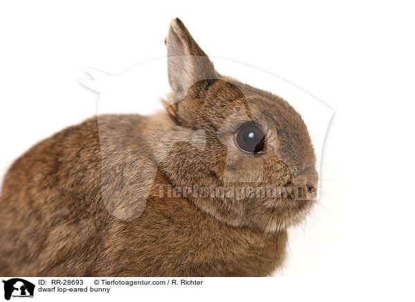 dwarf lop-eared bunny / RR-28693