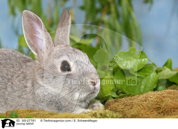 young rabbit / SS-27781