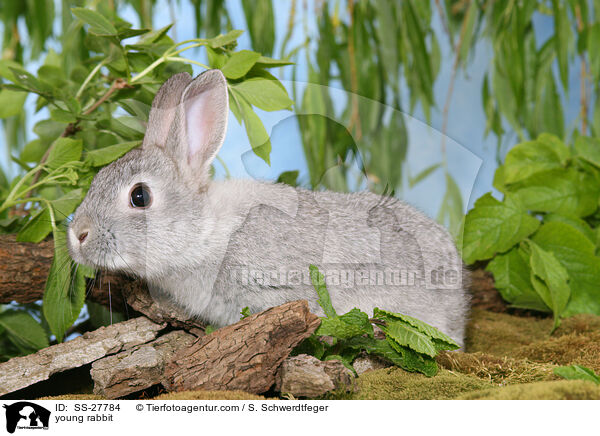 young rabbit / SS-27784