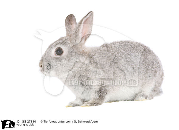young rabbit / SS-27810