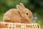 New Zealander rabbit