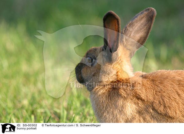 Kaninchen Portrait / bunny portrait / SS-00302