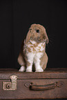 rabbit in studio