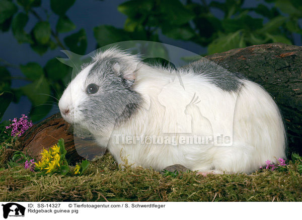 Ridgeback guinea pig / SS-14327