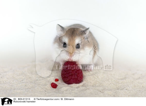 Roborovski hamster / BDI-01313