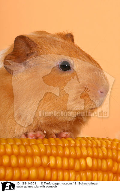 satin guinea pig with corncob / SS-14351