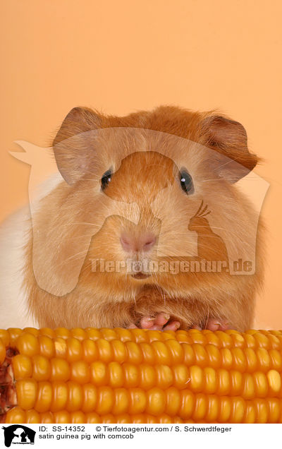 satin guinea pig with corncob / SS-14352