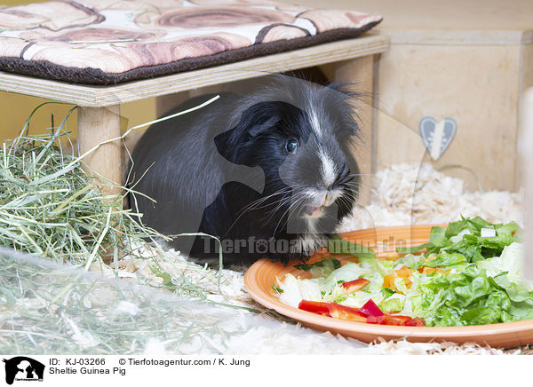 Sheltie Guinea Pig / KJ-03266