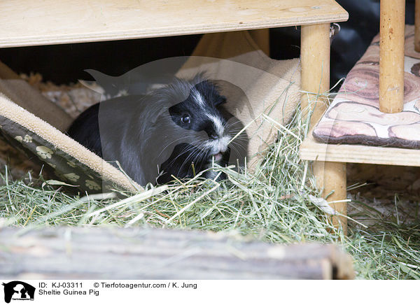 Sheltie Guinea Pig / KJ-03311