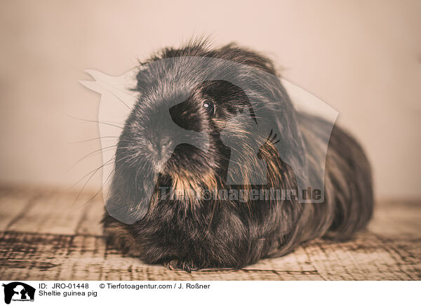 Sheltie guinea pig / JRO-01448
