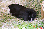 Sheltie Guinea Pig