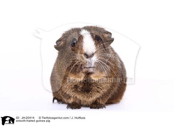 smooth-haired guinea pig / JH-20414