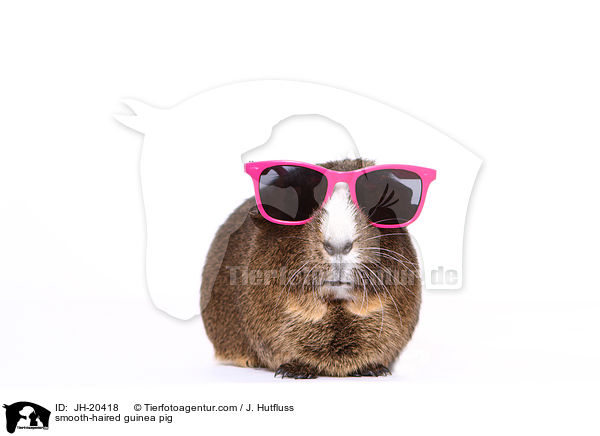 smooth-haired guinea pig / JH-20418