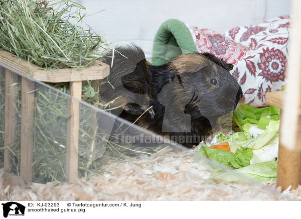 smoothhaired guinea pig / KJ-03293