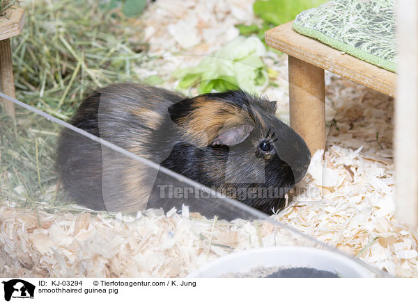 smoothhaired guinea pig / KJ-03294