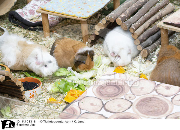 4 guinea pigs / KJ-03318