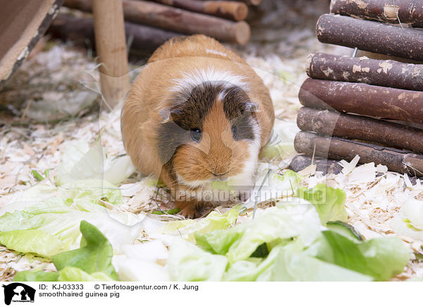 smoothhaired guinea pig / KJ-03333