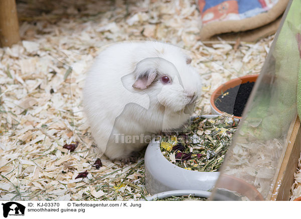 smoothhaired guinea pig / KJ-03370