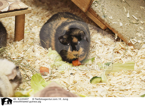 smoothhaired guinea pig / KJ-03407