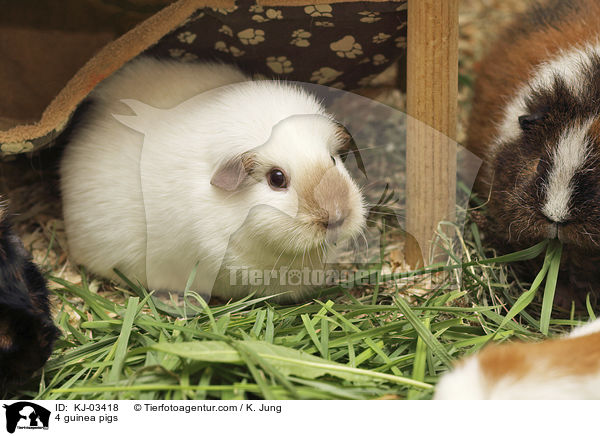 4 guinea pigs / KJ-03418