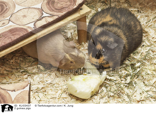 2 guinea pigs / KJ-03437