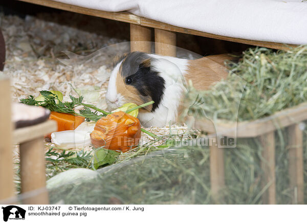 smoothhaired guinea pig / KJ-03747