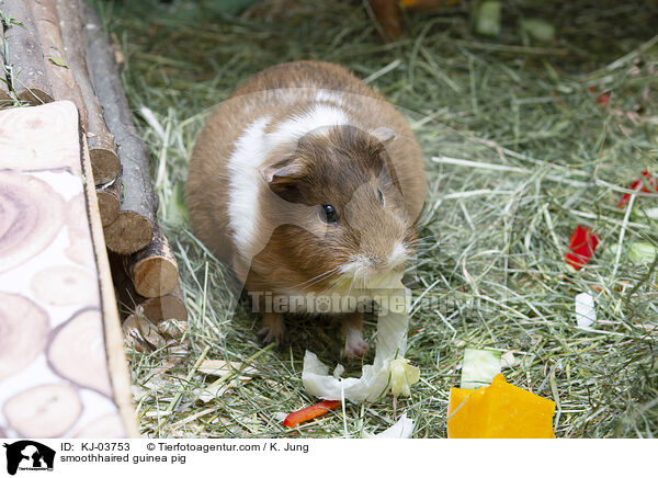 smoothhaired guinea pig / KJ-03753