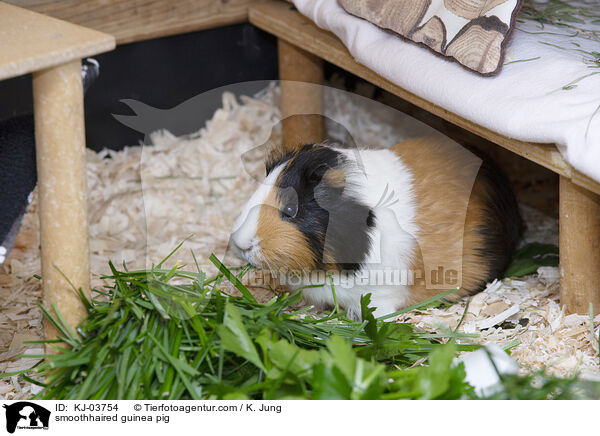 smoothhaired guinea pig / KJ-03754