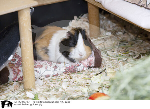 smoothhaired guinea pig / KJ-03757