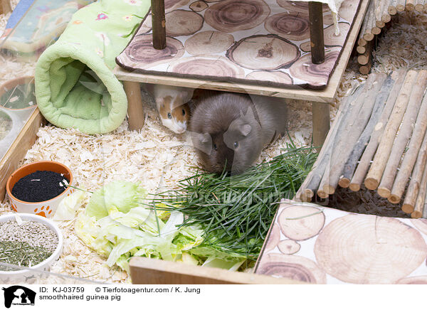 smoothhaired guinea pig / KJ-03759