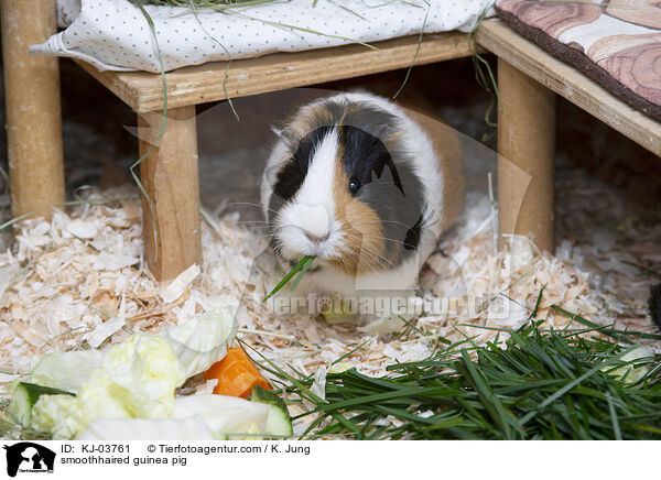 smoothhaired guinea pig / KJ-03761