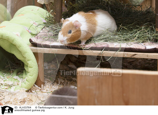 smoothhaired guinea pig / KJ-03764