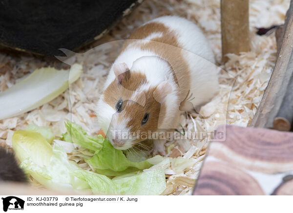 smoothhaired guinea pig / KJ-03779