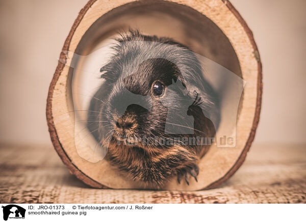 smoothhaired guinea pig / JRO-01373